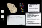 Foto (Objekt + Etikett) von Cracensigillatus acutirostris (Moericke, 1889)  (NHMW-GEO-1990-0041-3123)